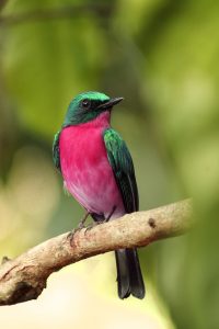 bird, perched, animal, feathers, plumage, beak, bill, bird watching, ornithology, animal world, nature, bird, bird, bird, bird, bird