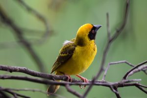 weaver, bird, yellow bird, wildlife, nature, animal, avian, weaver, bird, bird, bird, bird, bird, yellow bird, yellow bird