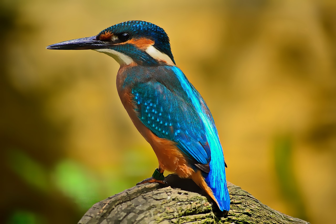 bird, kingfisher, feathers, plumage, beaj, avian, ornithology, elegant, water bird, nature, bird, bird, bird, bird, bird, kingfisher