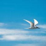 bird, flying bird, sky, seagull, clouds, nature, animal, bird, bird, bird, bird, bird, flying bird, flying bird, flying bird, flying bird, sky, sky, sky, sky, seagull, seagull, seagull, seagull, nature, nature, nature, animal