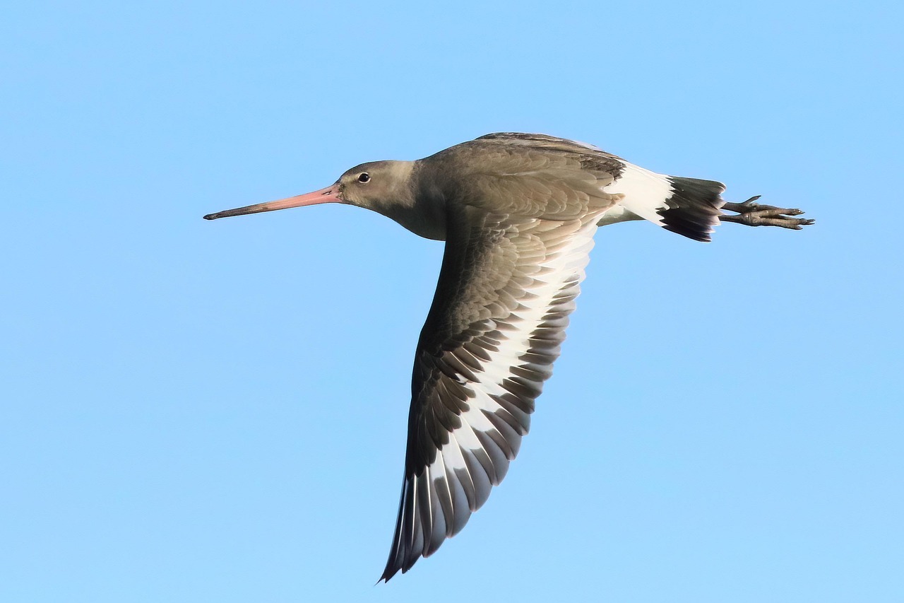 bird, godwit, black-tailed godwit, waterbird, wildlife, nature, wader, flying bird, animal, blue sky, bird, bird, flying bird, flying bird, flying bird, flying bird, flying bird