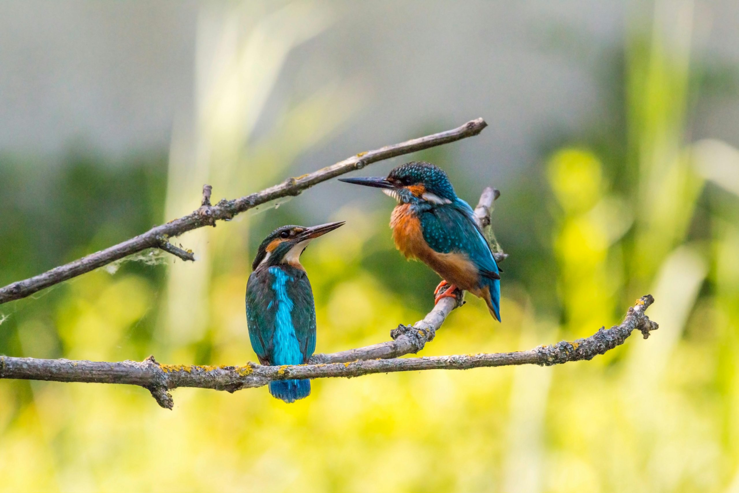 Close-up of two colorful kingfishers perched together in nature.